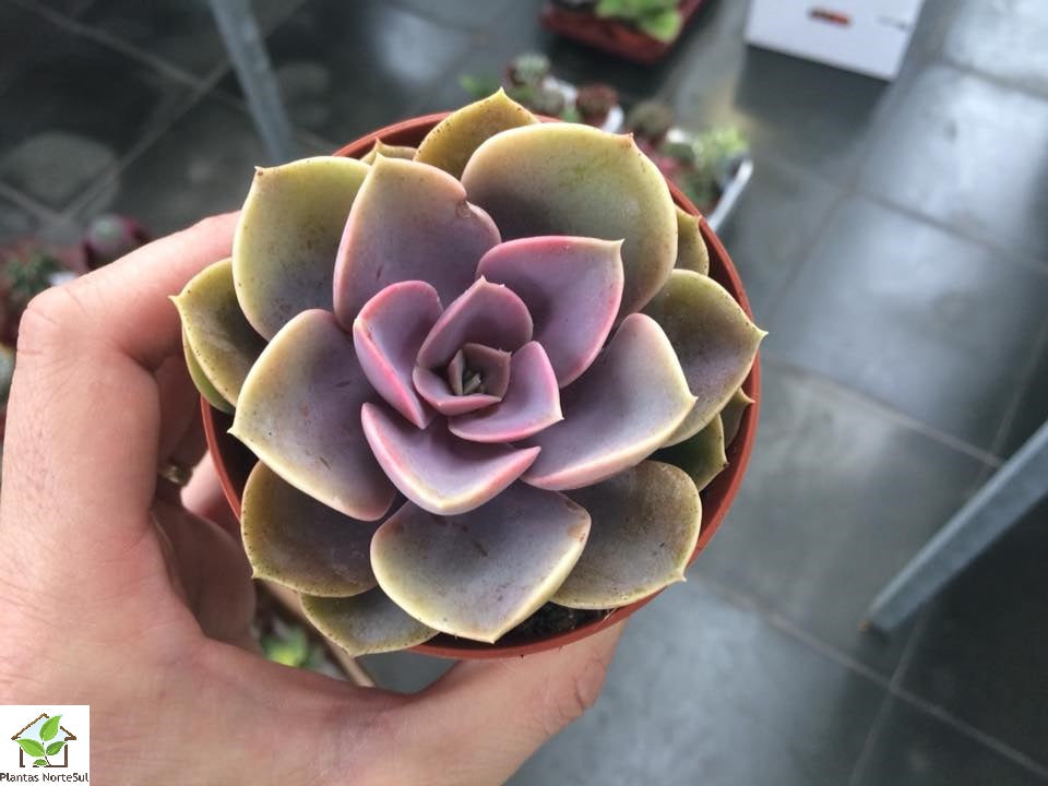 Echeveria Perle von Nurnberg form. compact