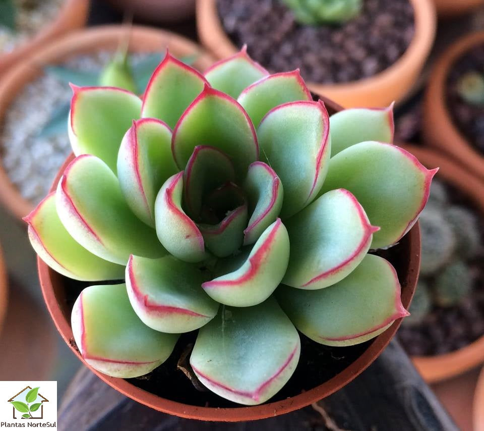 Echeveria pulidonis