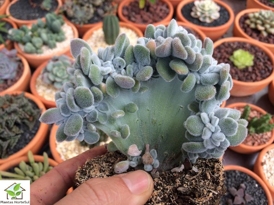 Echeveria pulvinata Frosty cristata