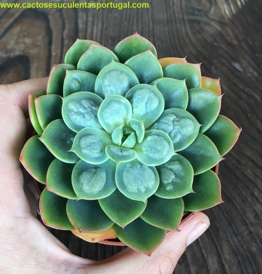 Echeveria raindrops x pagoda