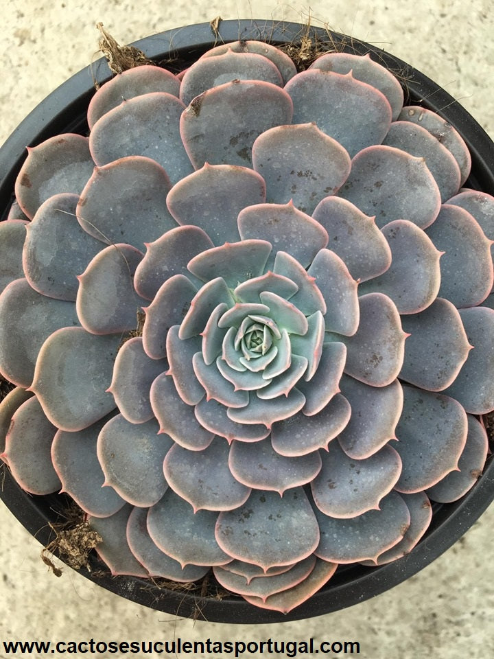 Echeveria runyonii x pinweel