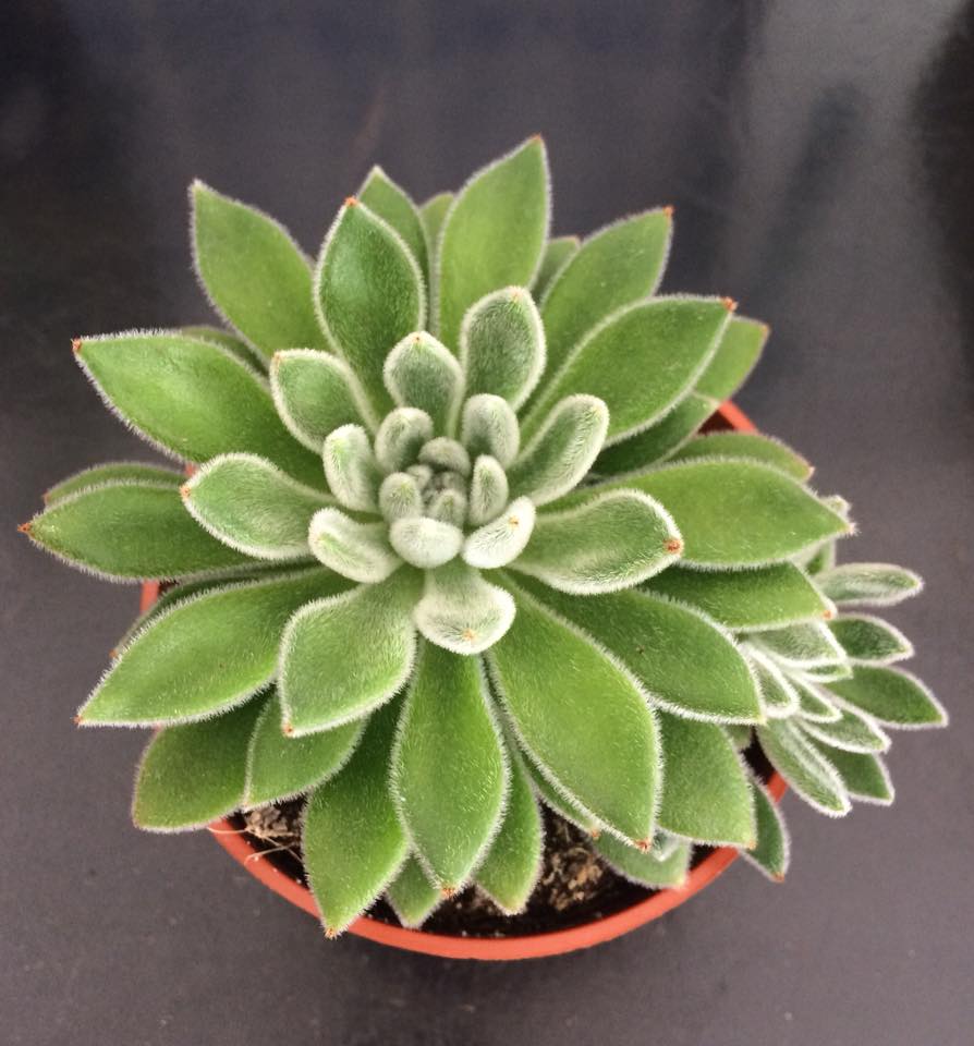 Echeveria setosa