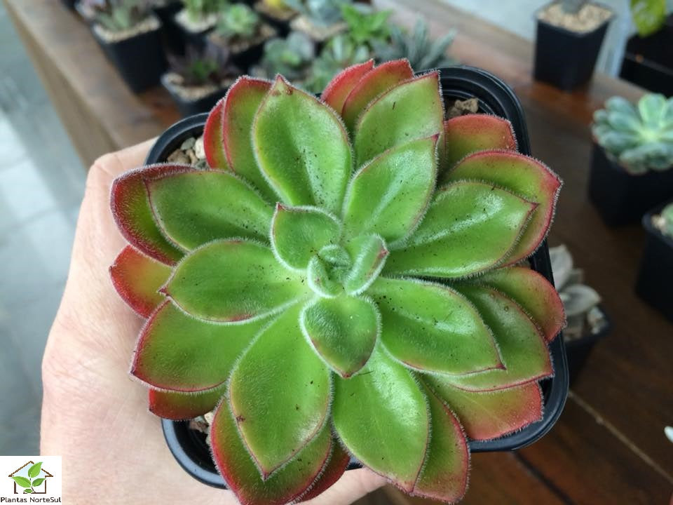Echeveria setosa giant mexican firecracker