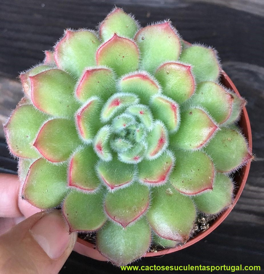 Echeveria setosa sp