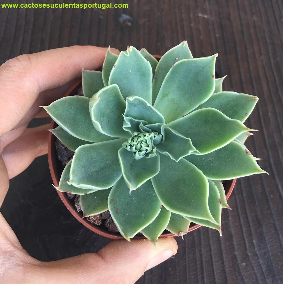 Echeveria simulans Laguna Sanchez