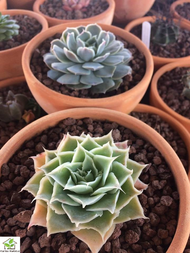 Echeveria Simulans Laguna Sanchez