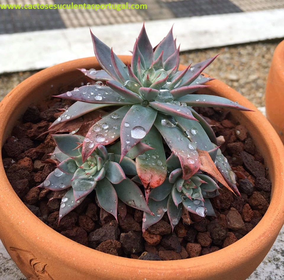 Echeveria Subalpina