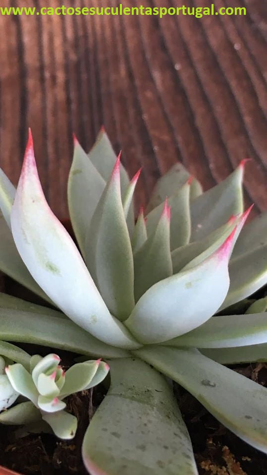 Echeveria Subalpina