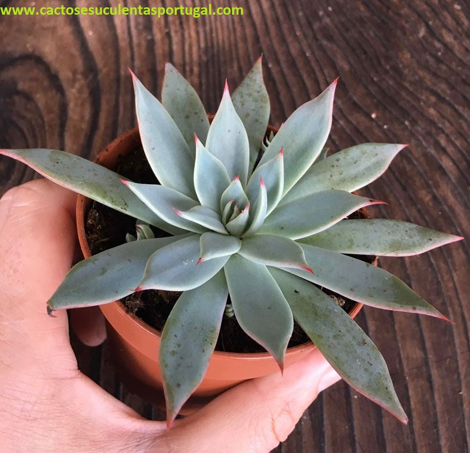Echeveria Subalpina