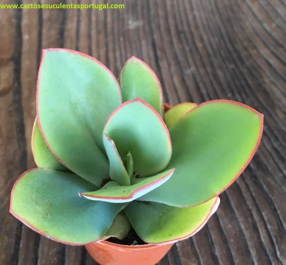 Echeveria Subrigida