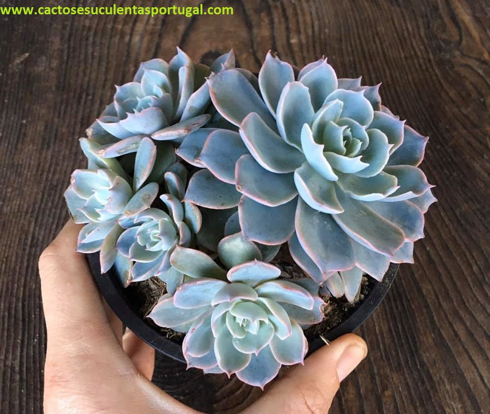 Echeveria Subsessilis form.bouquet