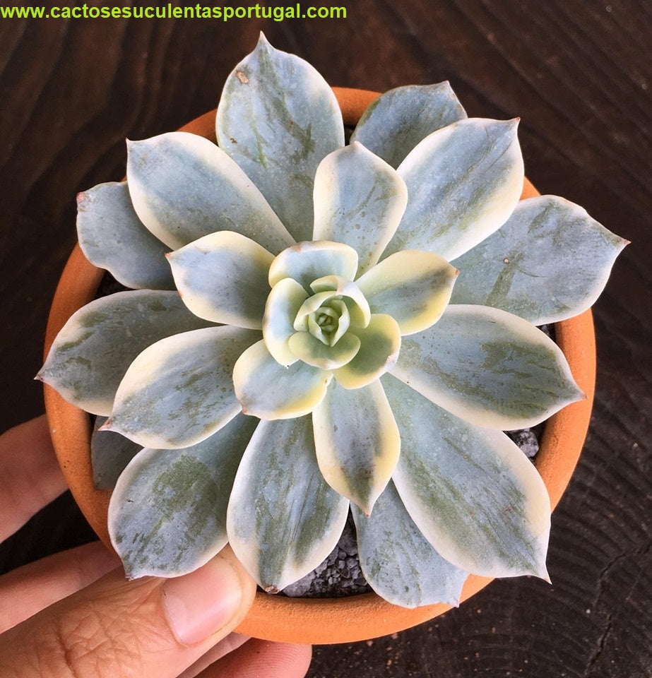 Echeveria desmetiana v. subsessilis variegata