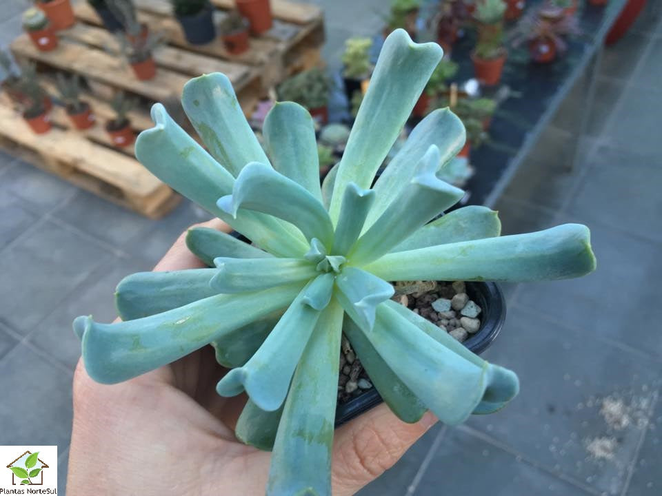 Echeveria topsy turvy