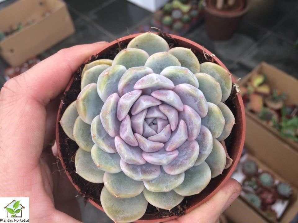 Echeveria tynie burger