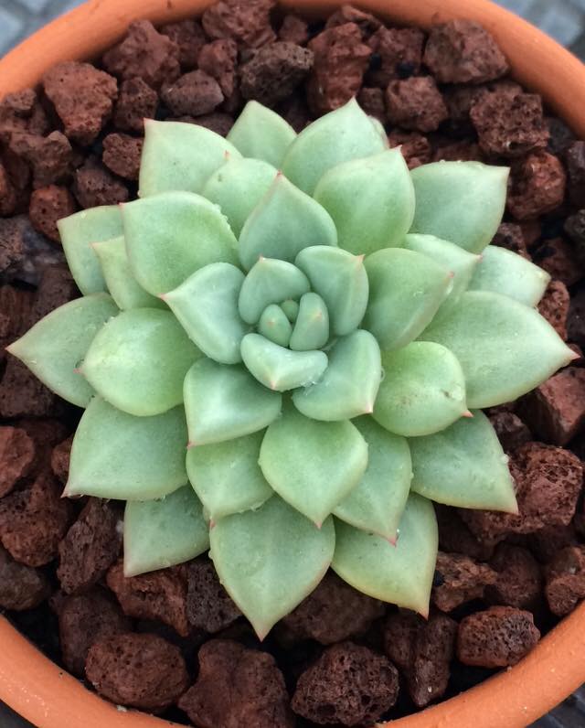 Echeveria Van keppel