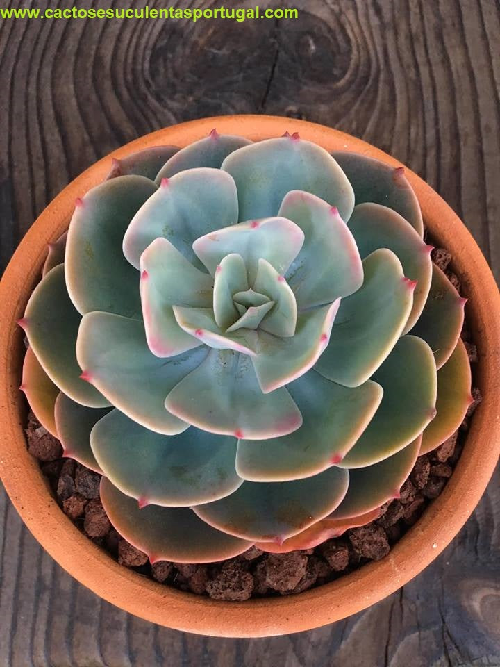 Echeveria x imbricata Blue Rose