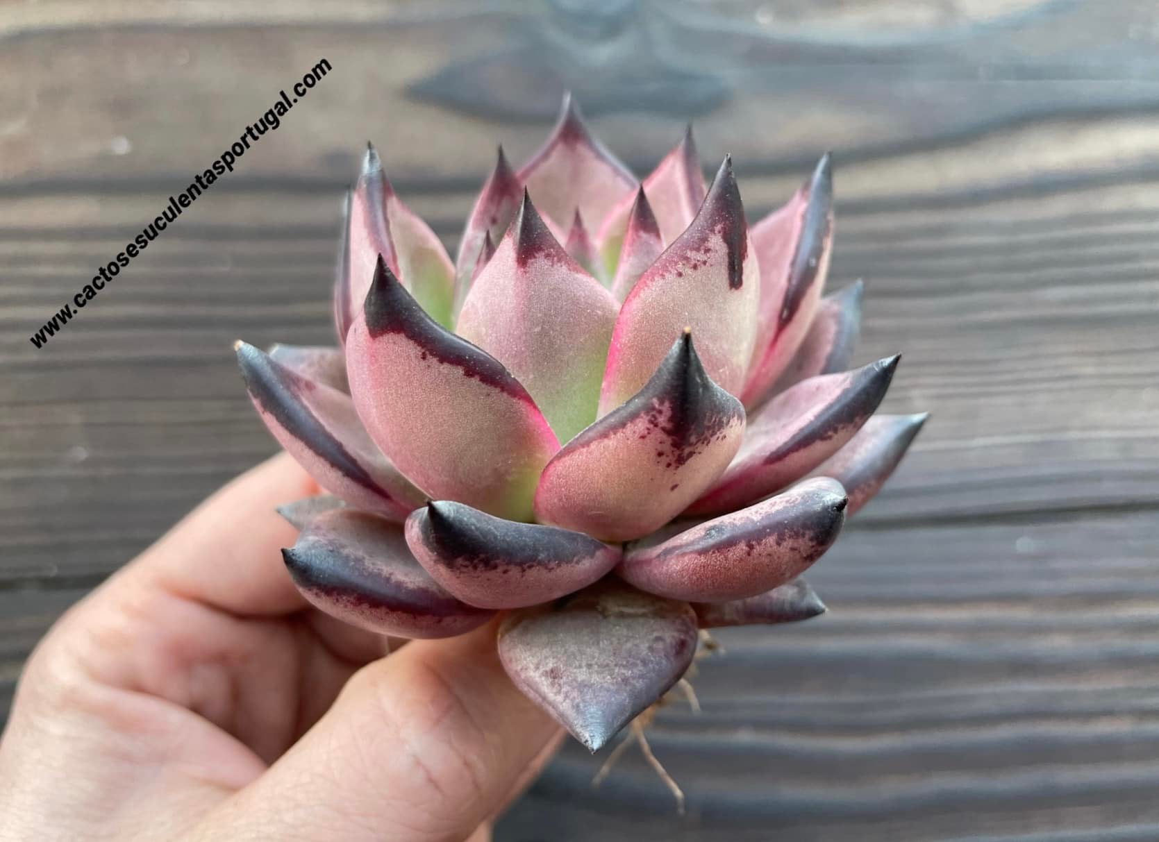 Echeveria agavoides Ebony x Romeu / clone January 2020