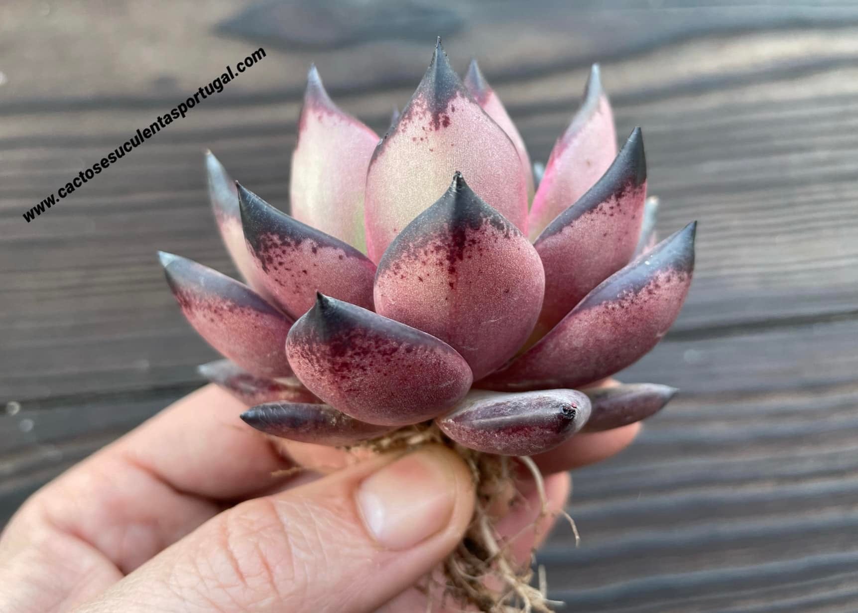 Echeveria agavoides Ebony x Romeu / clone January 2020