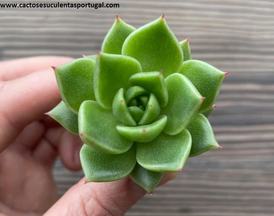 Echeveria agavoides 'Morgain'