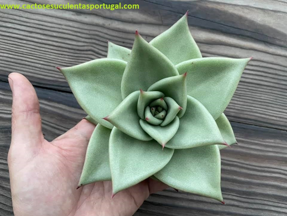 Echeveria agavoides 'Aquamarine'