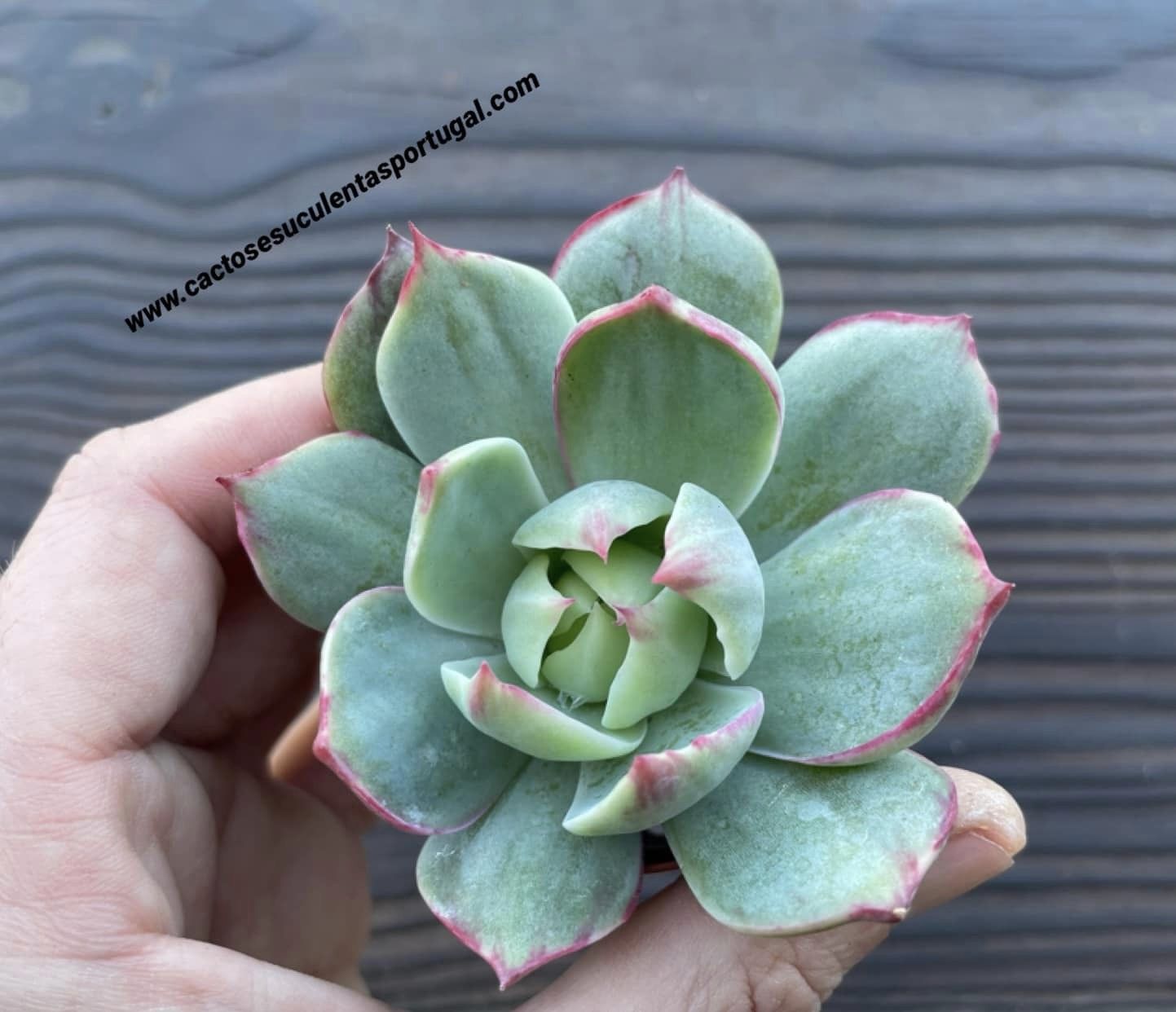 Echeveria agavoides 'Casio' form. variegated