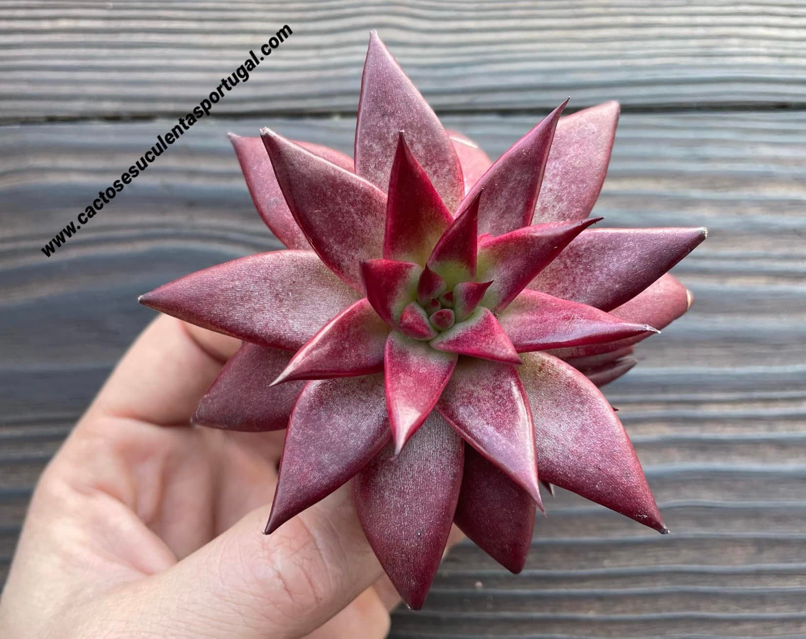Echeveria agavoides 'Celestia'