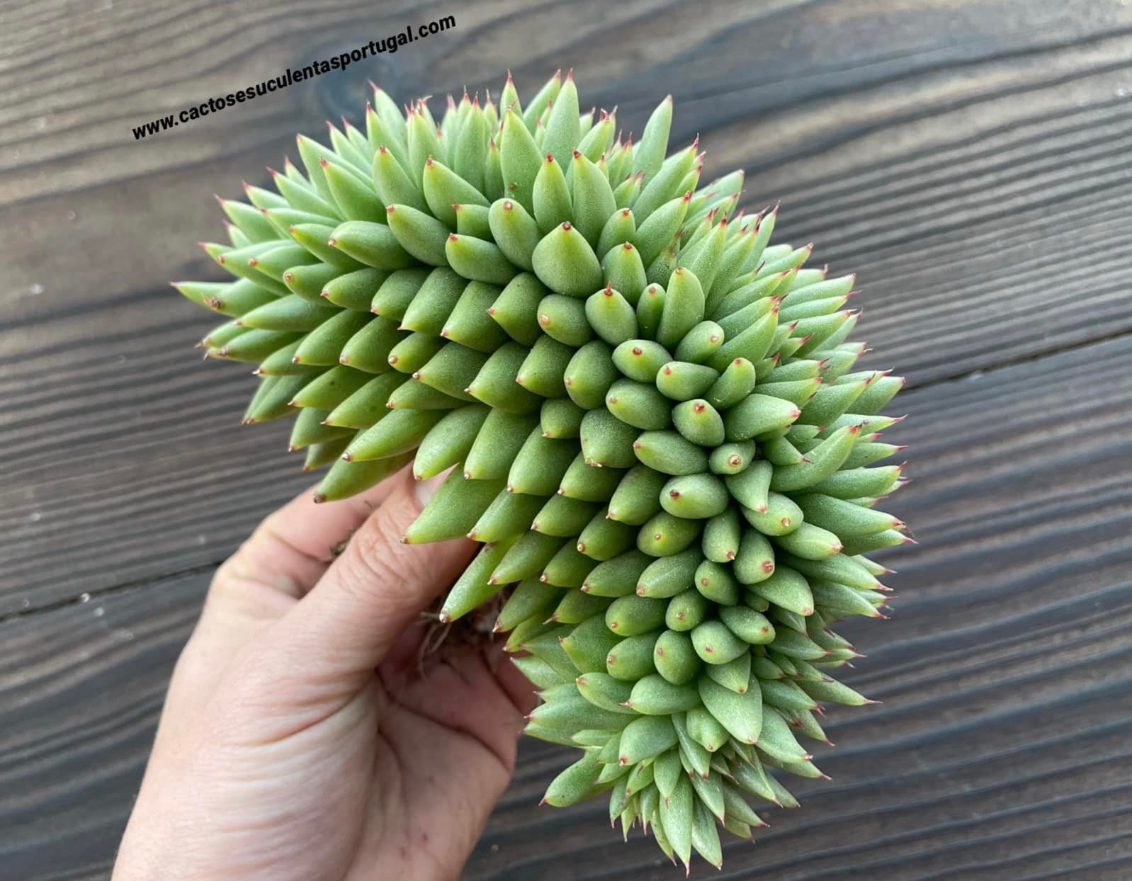 Echeveria agavoides 'Corderoyi' f. cristata