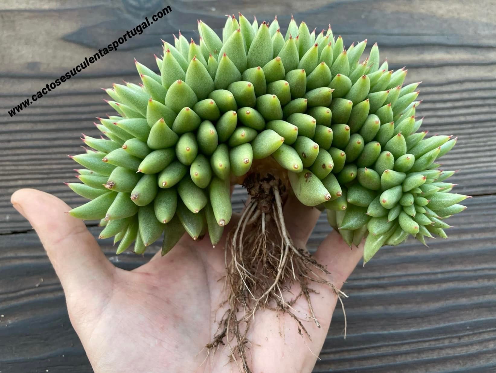 Echeveria agavoides 'Corderoyi' f. cristata