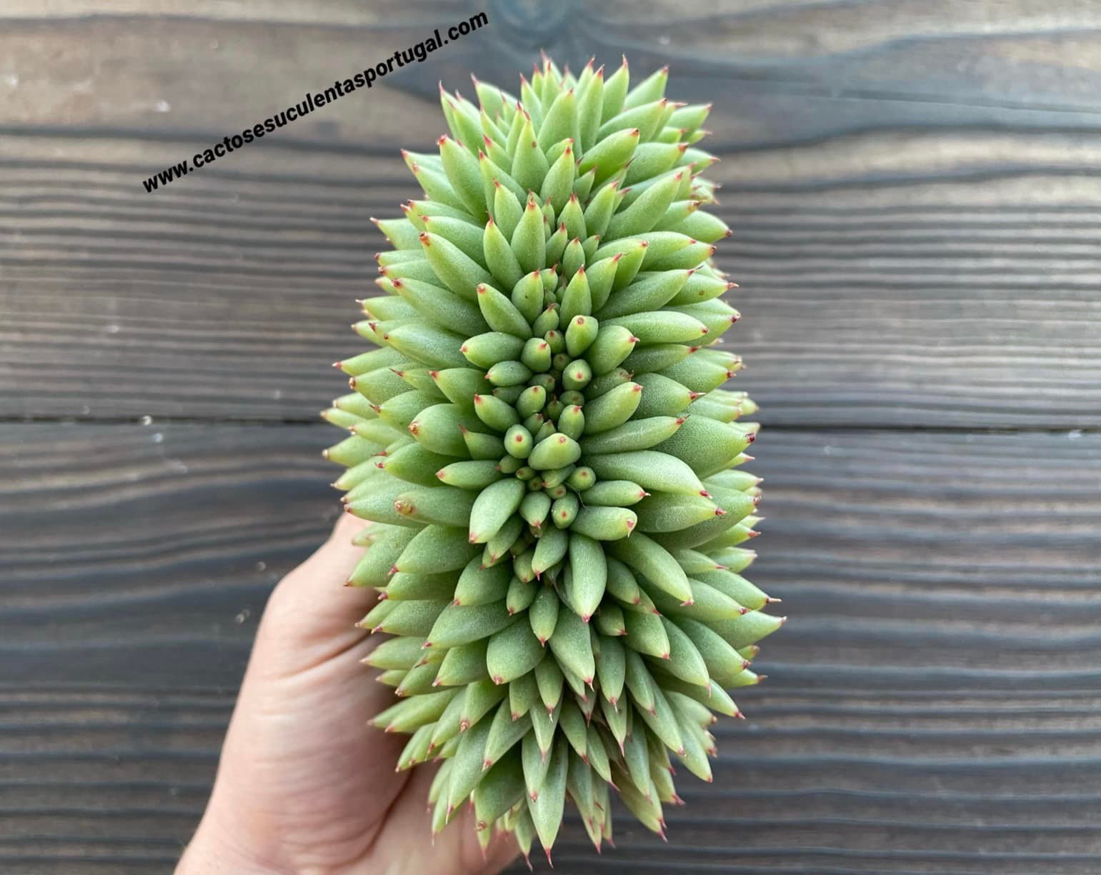 Echeveria agavoides 'Corderoyi' f. cristata