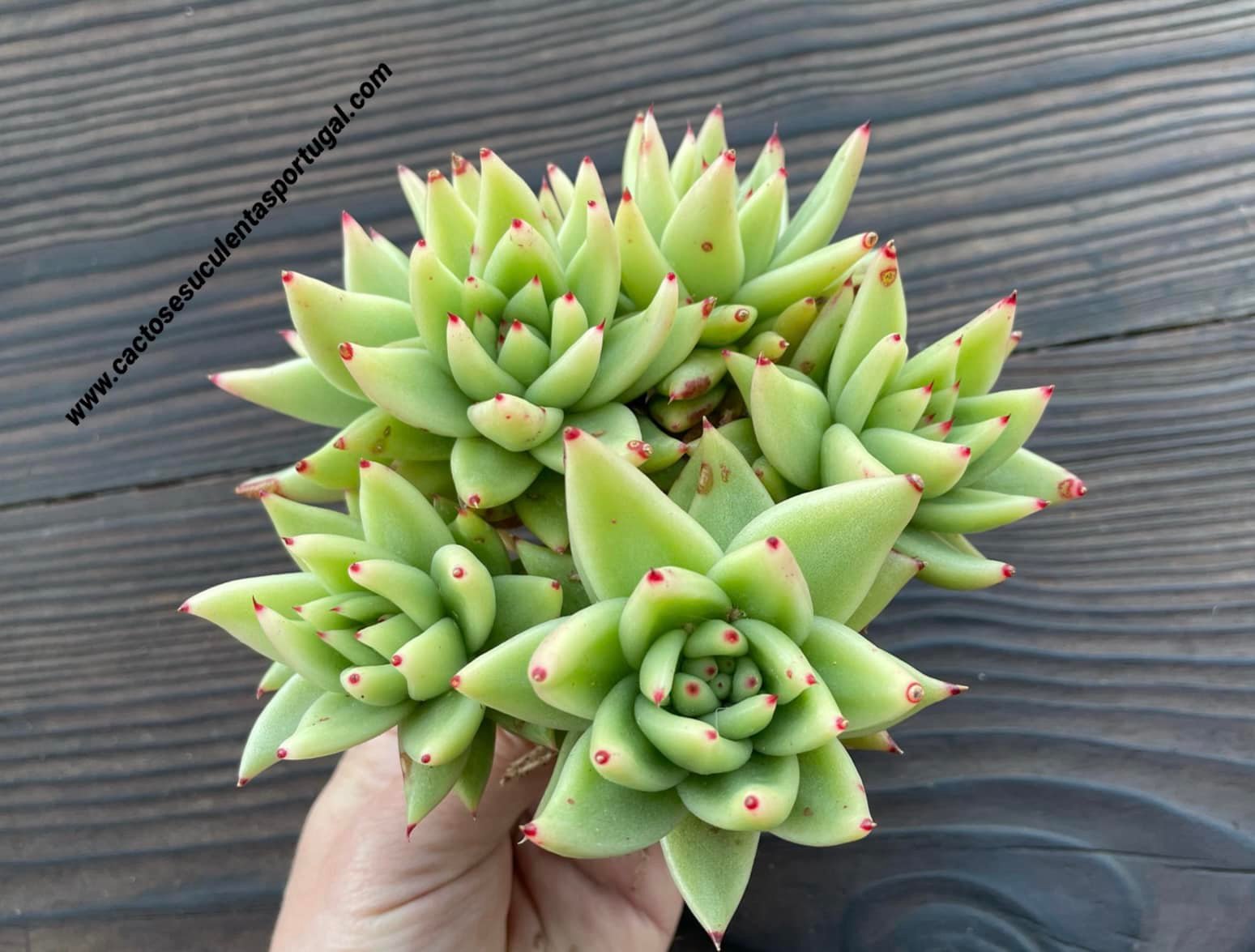 Echeveria agavoides 'Corderoyi' form. bouquet