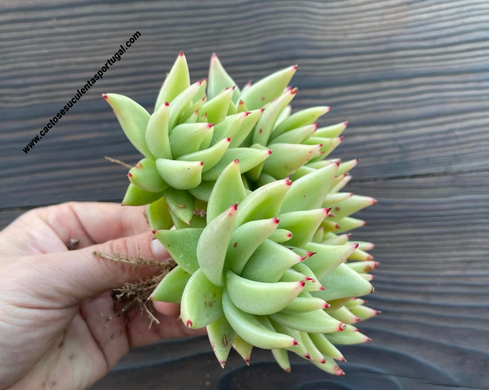 Echeveria agavoides 'Corderoyi' form. bouquet
