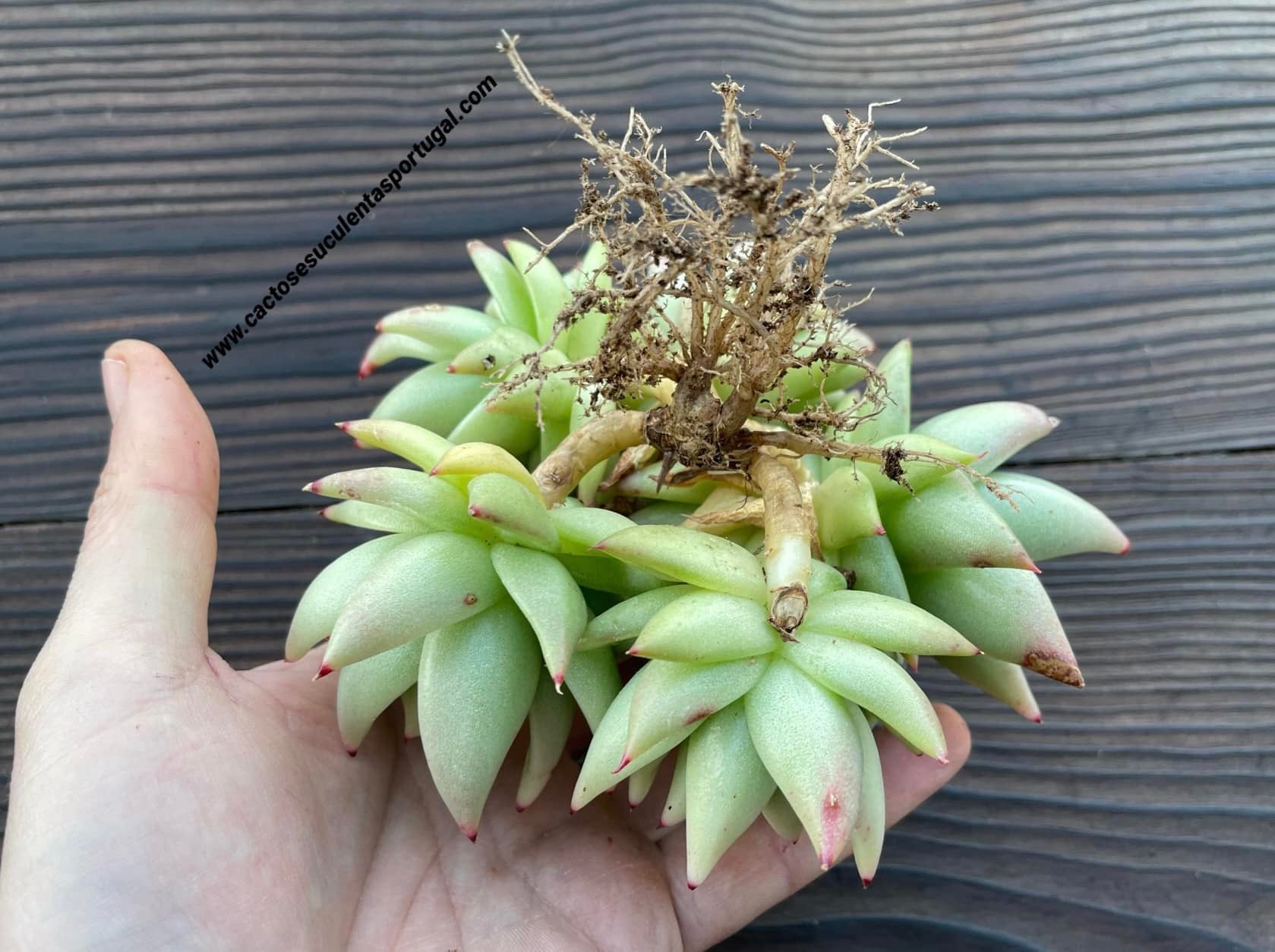 Echeveria agavoides 'Corderoyi' form. bouquet