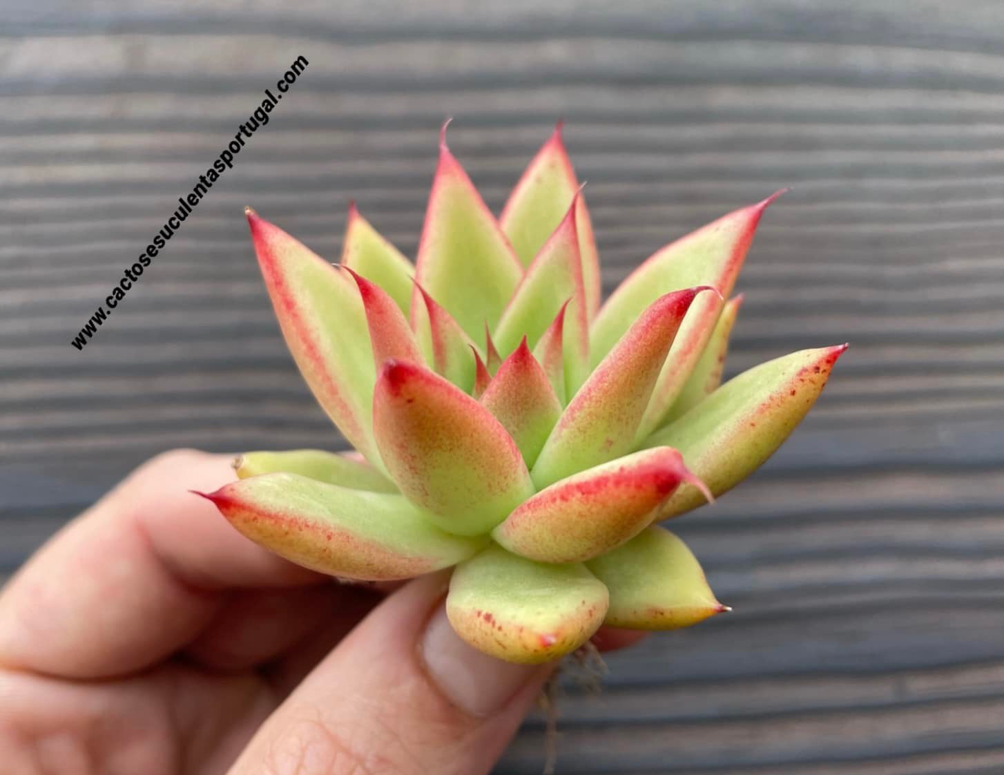 Echeveria agavoides 'Frank Reinelt'