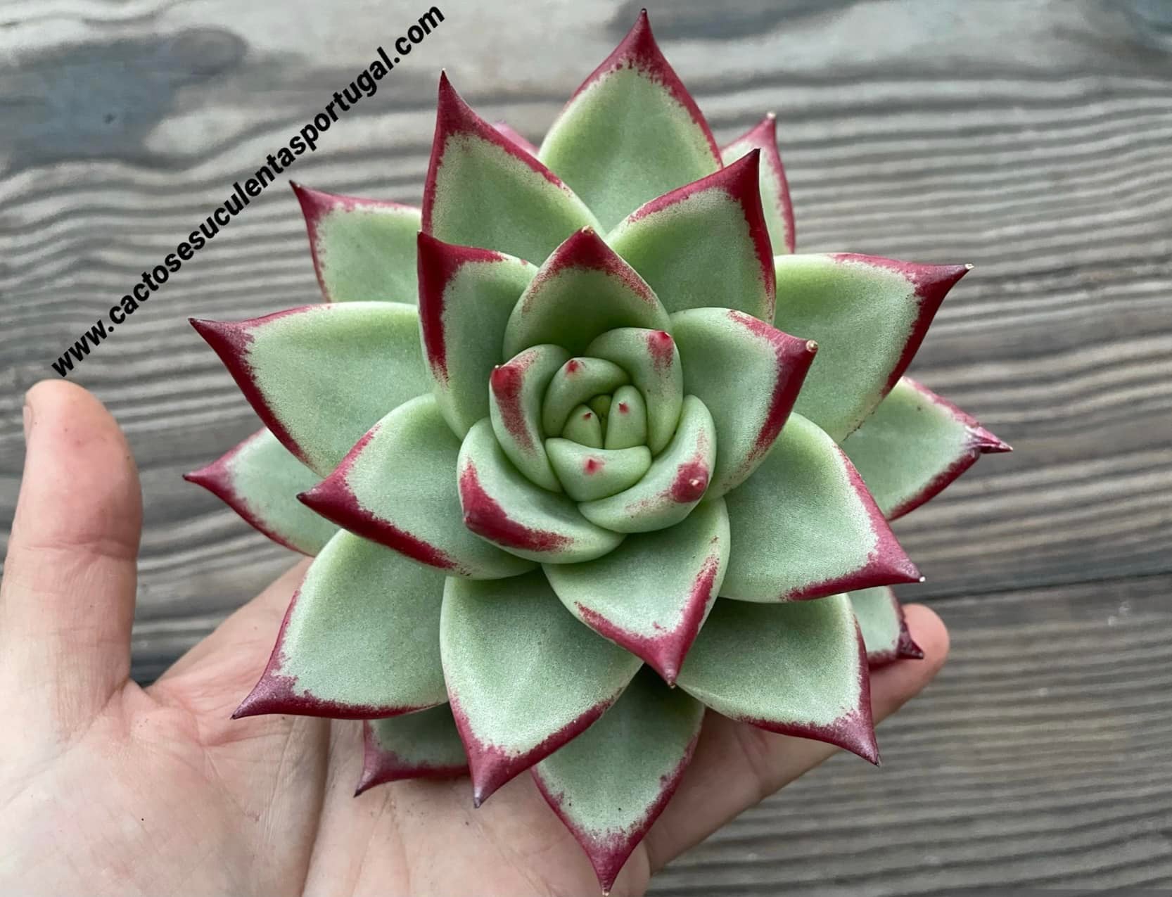 Echeveria agavoides 'Lipstick'