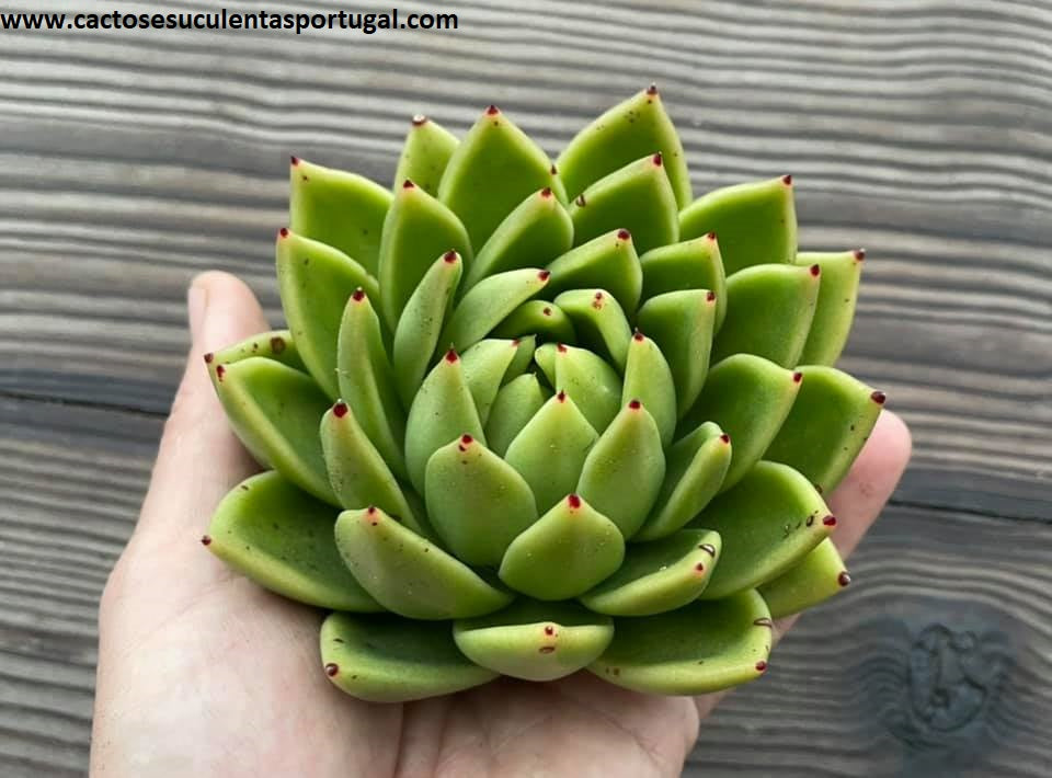 Echeveria agavoides ‘Miranda’ x ‘Electra’