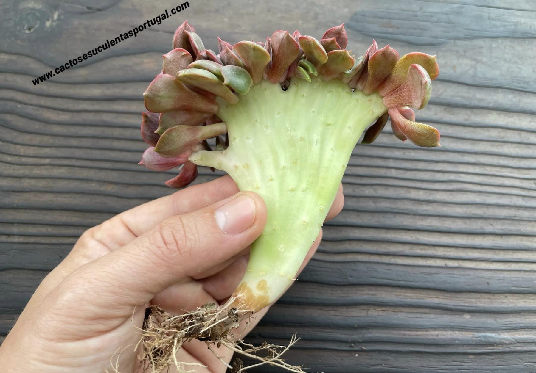 Echeveria agavoides 'Mont' form. cristata