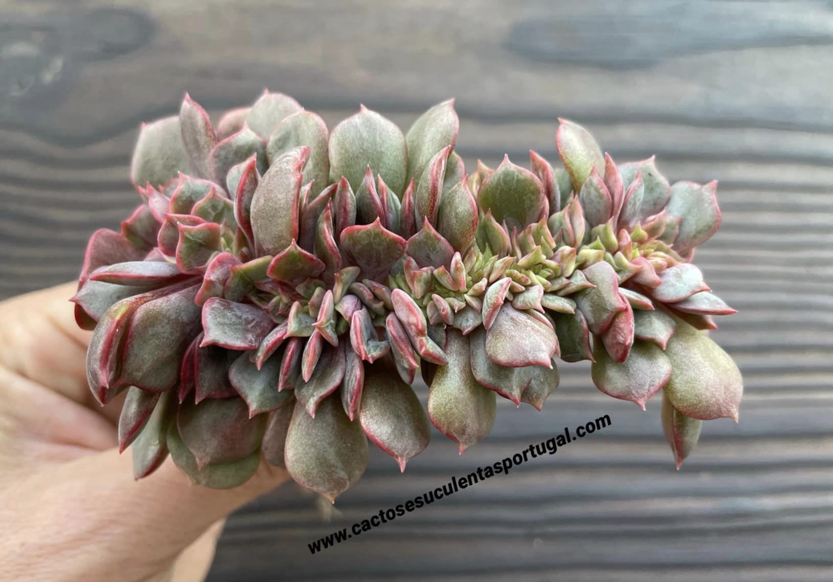 Echeveria agavoides 'Mont' form. cristata