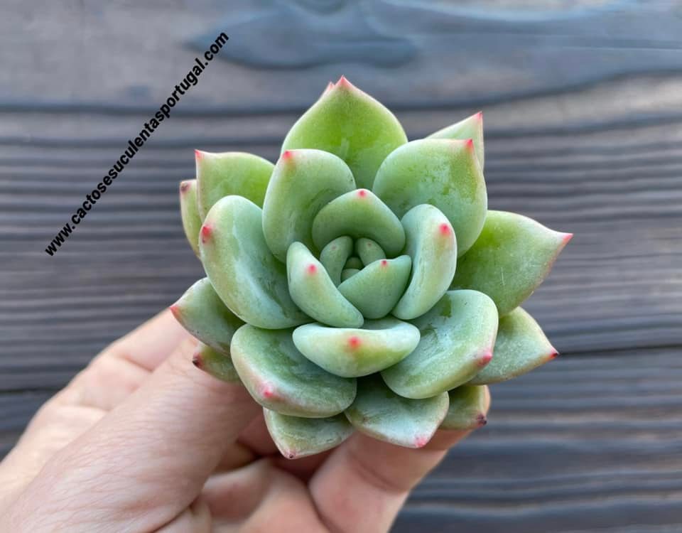 Echeveria agavoides sirius