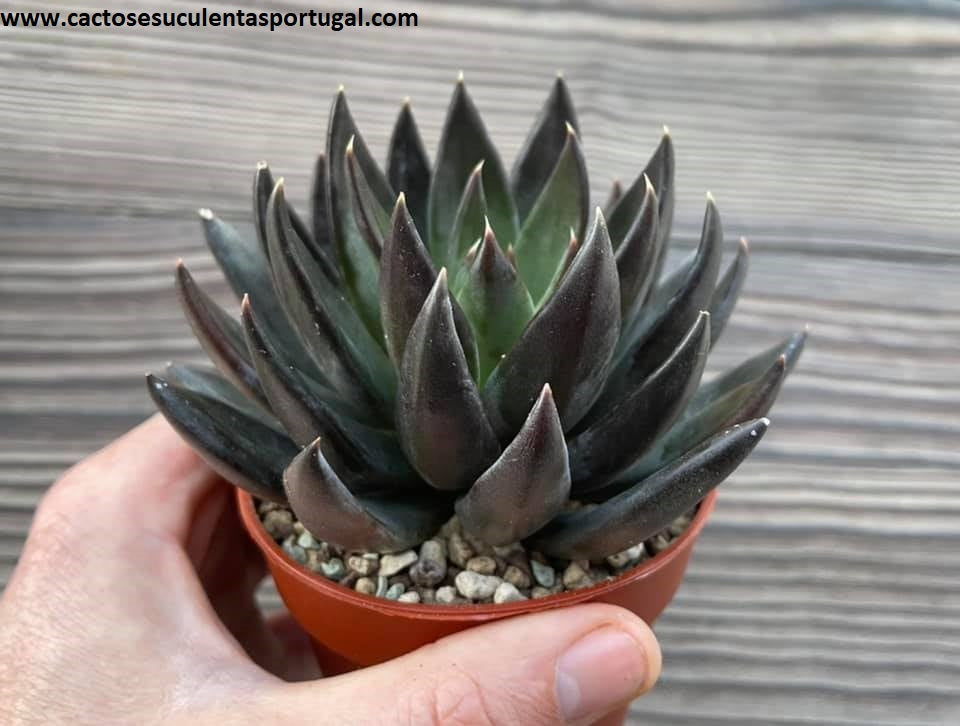Echeveria 'Black Knight'