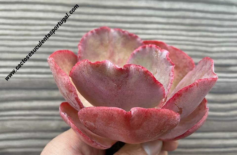 Echeveria campanulata spp.