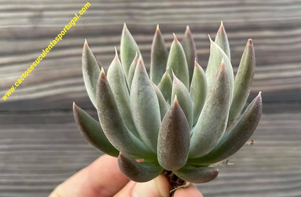 Echeveria craigiana