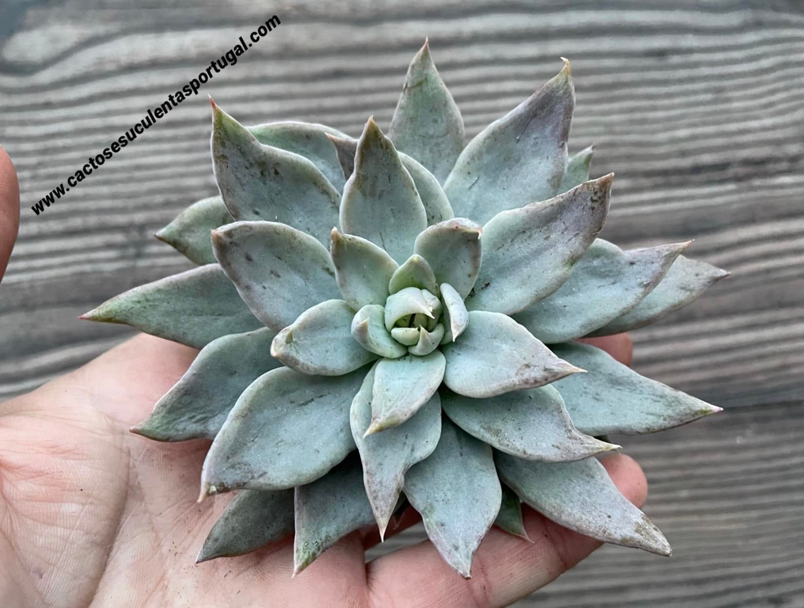 Echeveria craigiana x Echeveria 'silver queen' (new hybrid)
