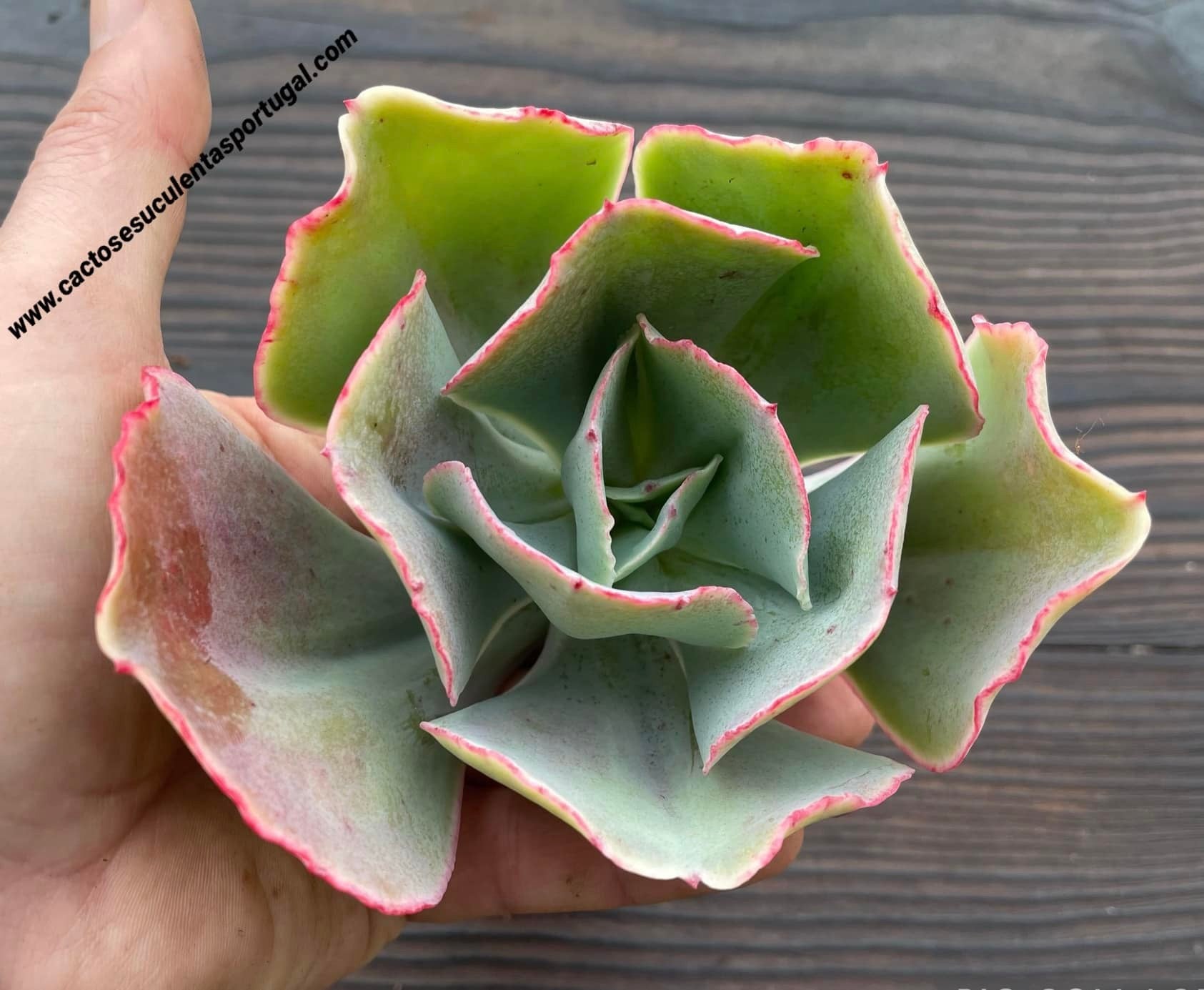 Echeveria gibbiflora 'Electric Glow'