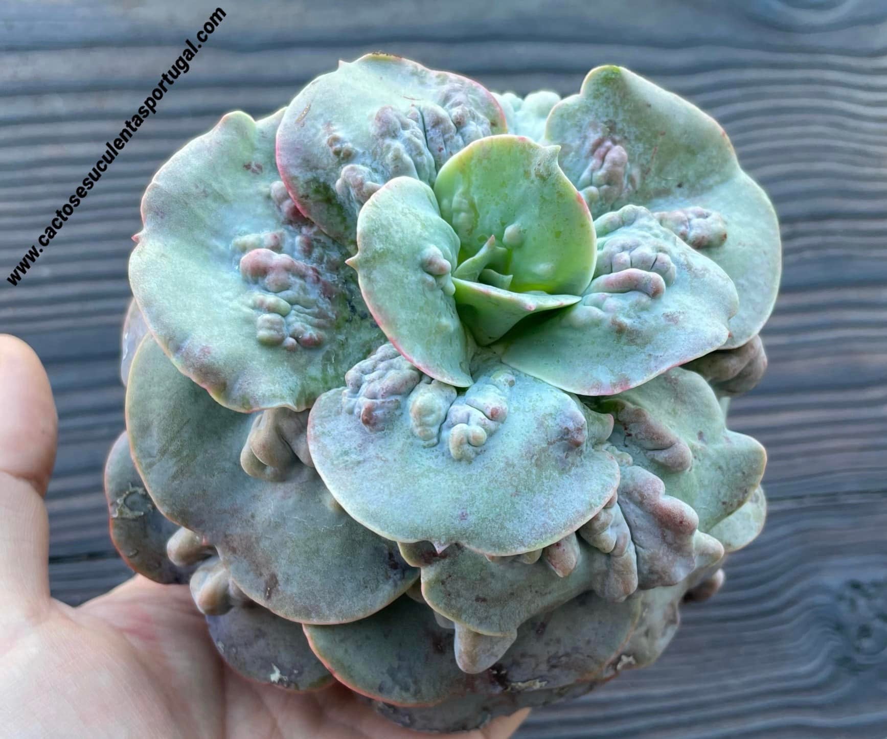 Echeveria gibbiflora `Paul Bunyan´