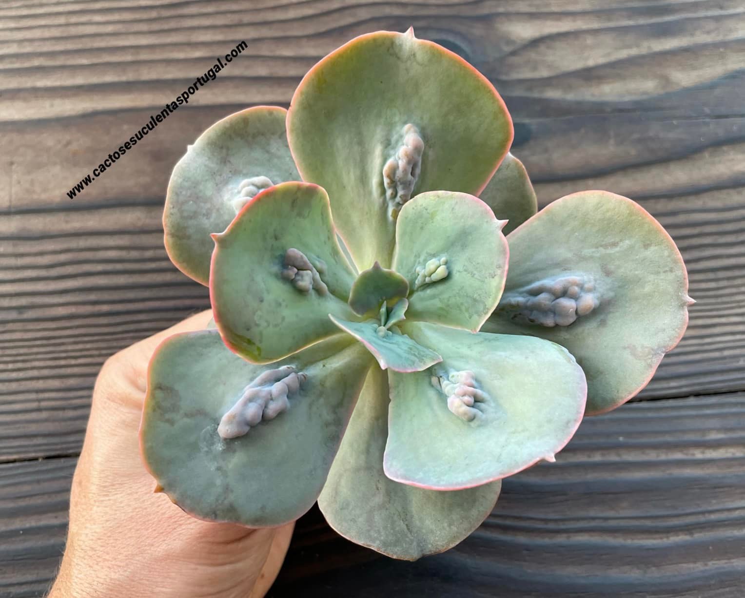 Echeveria Gibbiflora 'Paul Bunyan'