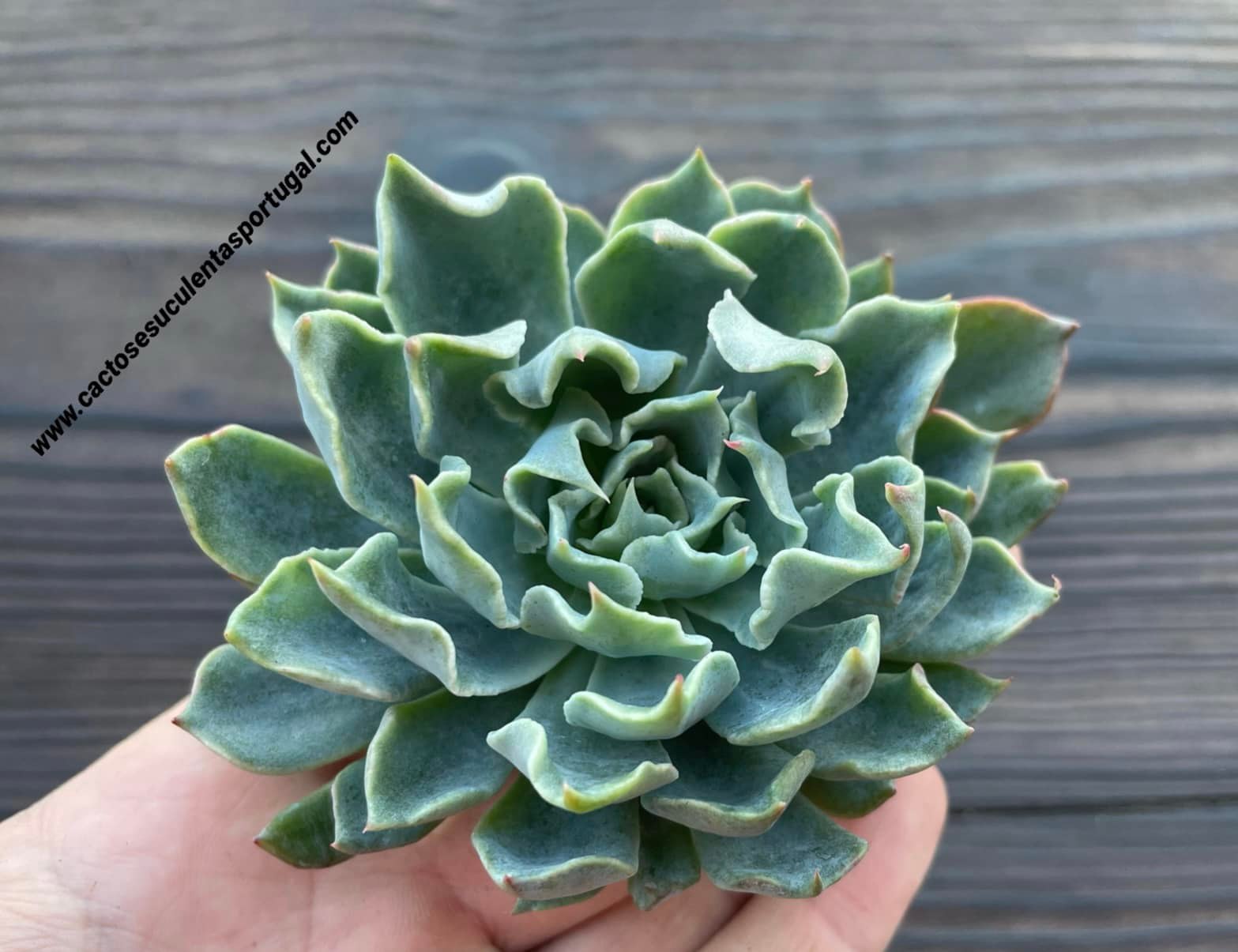 Echeveria kirov form. monstruosa