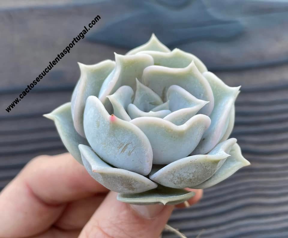 Echeveria lilacina