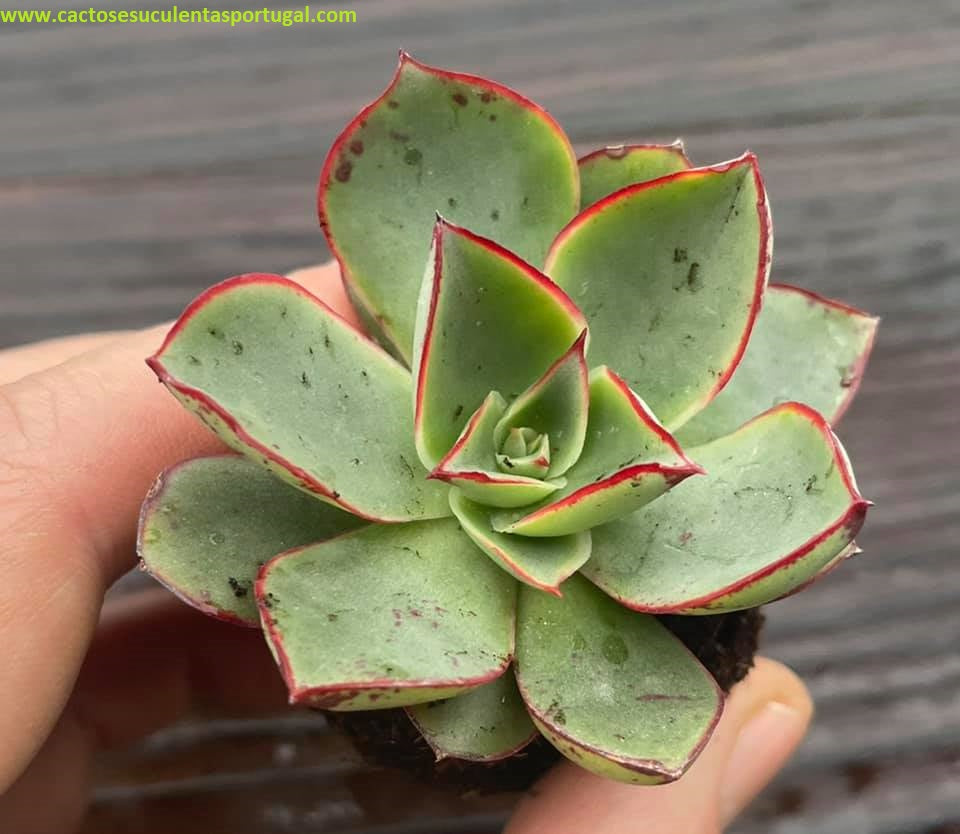 Echeveria longissima var. brachyantha