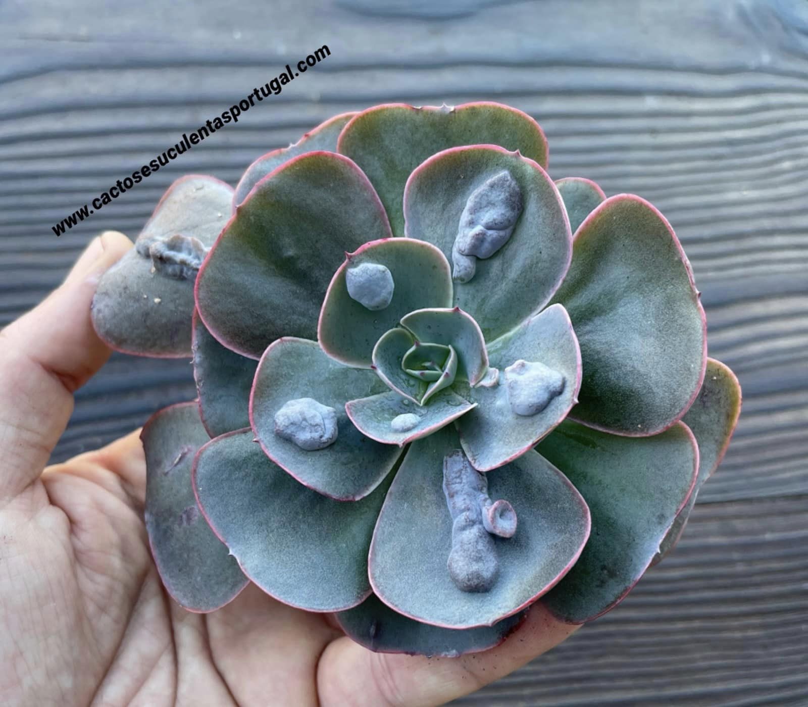 Echeveria medallion x raindrops