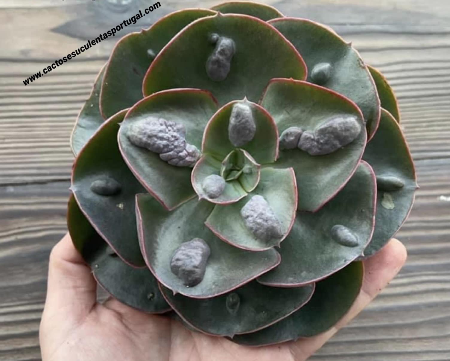 Echeveria medallion x raindrops